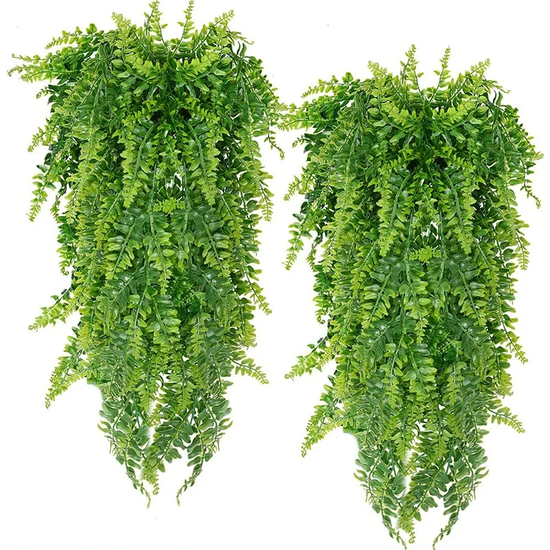 String Of Pearls Plant - Persian fern Leaves Vines Home Room