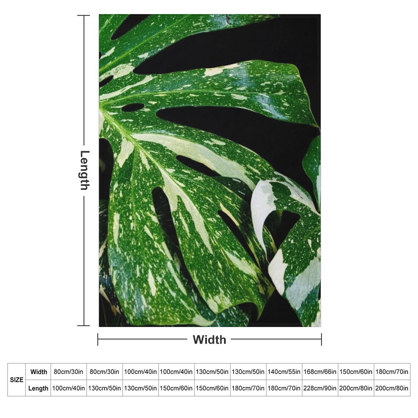 Monstera Thai Constellation Th - Monstera Thai Constellation recension och pris