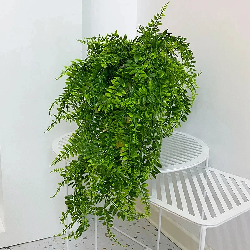 Persian fern Leaves Vines Home - String Of Pearls Plant recension och pris